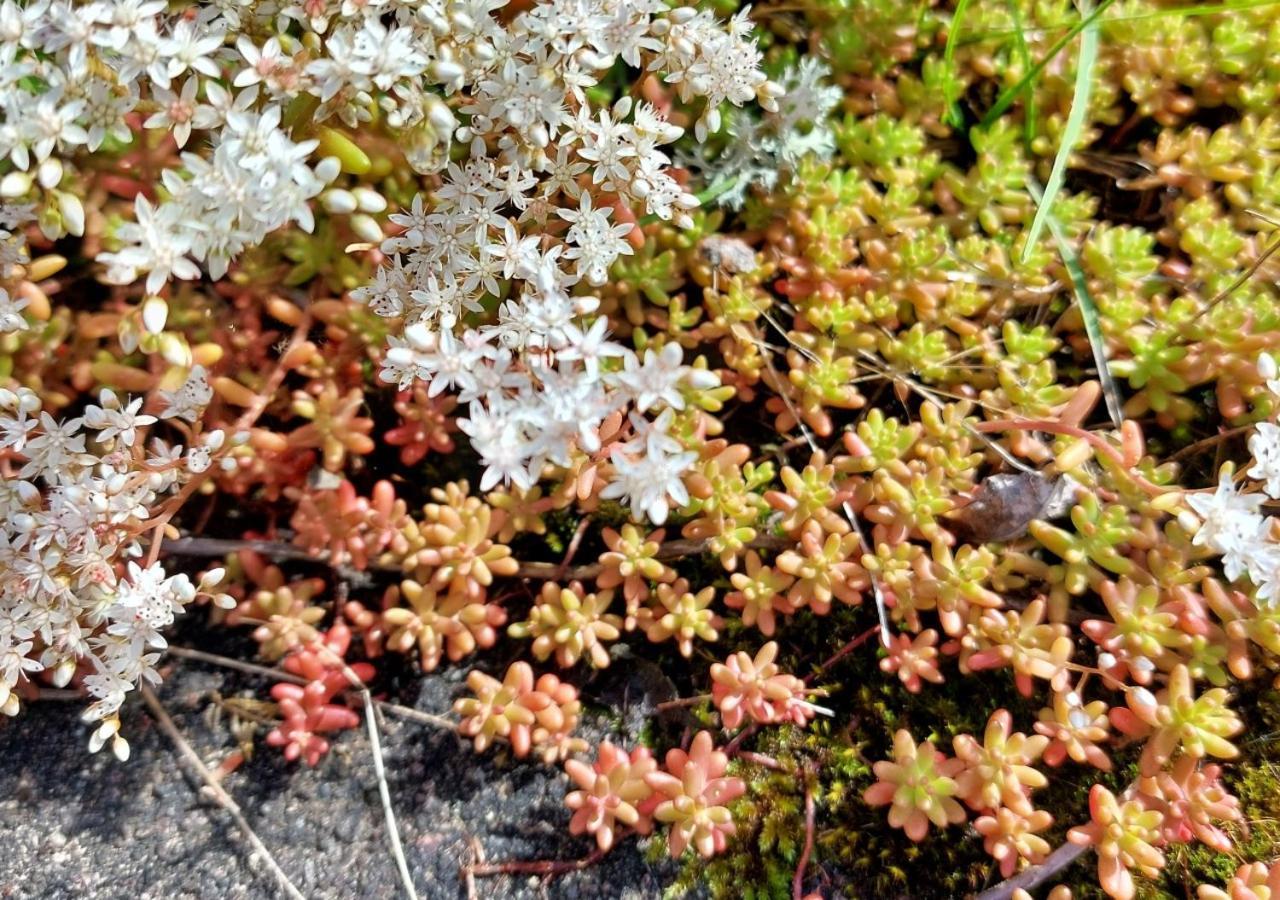 Flora Dekor Gaestgard Konuk evi Alingsås Dış mekan fotoğraf